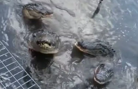 Được khen to lớn, phản ứng của đàn cá sấu khiến dân mạng thích thú