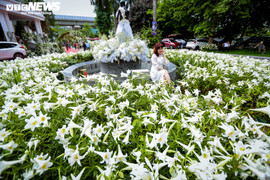 Nghìn bông hoa bách hợp khoe sắc trắng tinh khôi trên phố Hà Nội
