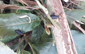 Một người chết, hai người phải nhập viện sau khi ăn côn trùng lạ