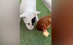 Bị gà cướp mất đồ ăn, chó cuống quýt chạy theo đòi lại