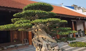 Phú Thọ: Bỏ 35 tỷ đồng mua cây sanh cổ