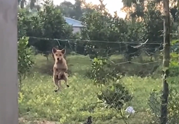 Chó leo rào đi chơi, mắc kẹt không xuống được