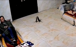 2 chú chuột ngang nhiên nhảy cha cha cha ngay cạnh chủ nhà