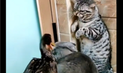 Mèo 'hổ báo' bị vịt đánh te tua