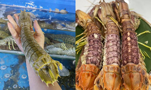 Bề bề chúa quý hiếm, giá 3-4 triệu đồng/kg luôn được giới sành ăn săn lùng