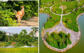 Ảnh: Công viên gần 160 nghìn m2 ở Hà Nội thành nơi... trồng rau, nuôi gà