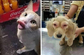 Hội chó mèo 'hổ báo' và cái kết bị 'tẩn' sưng hết mặt mũi trông đến là hài