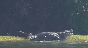 Rái cá nhỏ con cả gan tấn công cá sấu