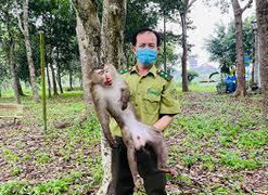 TP.HCM: Khỉ cắn 3 người bị thương 