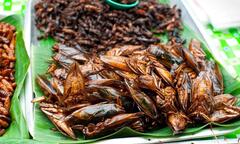 Cà cuống: Món ngon quý hiếm từ sình lầy, không phải ai cũng có cơ hội ăn thử