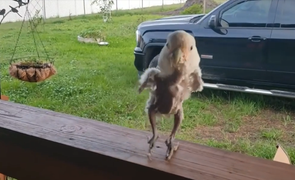 Chú chim trụi lông yêu đời, nhảy cực kỳ đúng nhạc