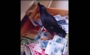 Chủ nhà trúng mánh khi chim tha tiền về đầy ngăn kéo