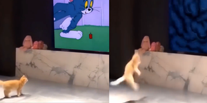 Mèo bỏ chạy khi xem phim 'Tom và Jerry'