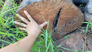 Bãi tập kết gỗ trong rừng ở Đắk Lắk, xã nói đó là củi