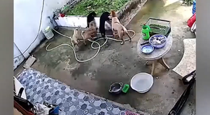 Đàn chó hốt hoảng 'cãi nhau' khi làm rơi chậu cây của chủ