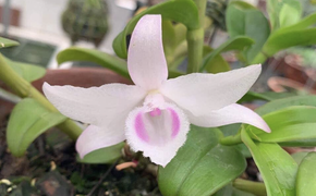 Lan đột biến rớt giá cả trăm lần, người mua tan giấc mộng vàng