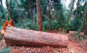 Điều tra vụ khai thác gỗ trái phép ở Kon Tum