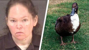 Án mạng bí hiểm được phá sau 2 năm nhờ một con vịt 