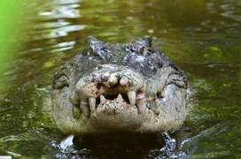 Cá sấu nhảy chồm lên thuyền câu cá, cặp đôi thất kinh