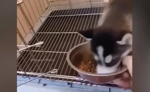 Thói tham ăn tục uống của thú cưng khiến chủ bất lực