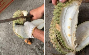 Team nghiện sầu riêng chỉ có nước khóc thét trước loạt 'thảm họa khui hàng' này