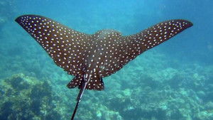 Video: Cận cảnh loài cá đẹp nhất trong họ cá đuối săn tìm thức ăn