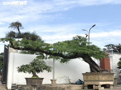 Ảnh: Làng siêu cây cảnh ở Nam Định