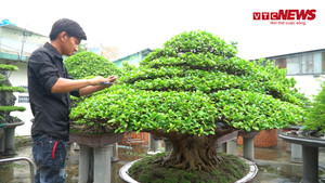 Video: Chàng trai sửa bonsai kiếm tiền triệu mỗi ngày