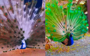 Mê mẩn xem những màn xòe đuôi tuyệt đẹp của công đực 