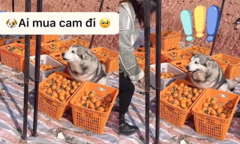 Chú chó ngồi bán cam, rao hàng như dân buôn chính hiệu