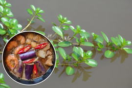 Loại rau mọc dại là đặc sản ở miền Tây, chấm với mắm kho là 'chuẩn bài'