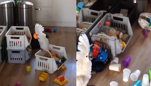 1001 biểu cảm đáng yêu hết nấc của vẹt