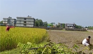 Bị 'bù nhìn' đùa nhây, người đàn ông nổi quạu