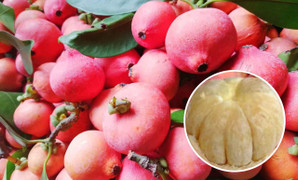 Trái cây rừng lạ hoắc, ăn chua chua giòn giòn khiến nhiều người tò mò muốn thử