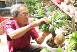 Video: Lão nông biến dừa khô bỏ đi thành cây cảnh tiền triệu