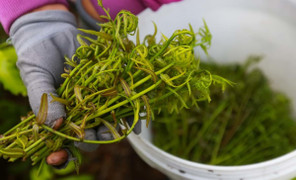 Đọt choại Hậu Giang: Món rau có hình dáng độc lạ, đặc sản bình dị vùng sông nước