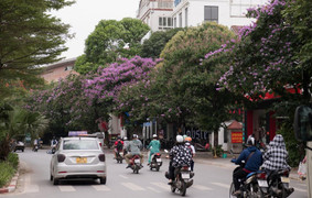 Ảnh: Bằng lăng nhuộm tím nhiều con phố Hà Nội