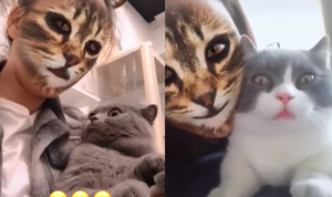 Mèo hoang mang tột độ khi cô chủ hóa thành hổ