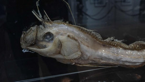 ‘Quái vật’ dài 3,6 mét xuất hiện trên bãi biển