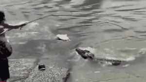 Video: Cá sấu lao lên bờ cướp mồi bất thành