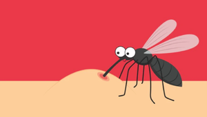 Bị sốt xuất huyết, nên và không nên ăn gì để nhanh hồi phục?