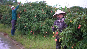 Video: Vải chín sớm giá cao kỷ lục, người dân tất bật thu hoạch
