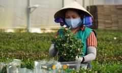 Những nông dân đặc biệt