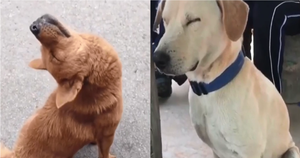 1001 tư thể ngủ gật của cún cưng