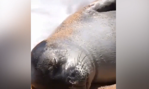 Hải cẩu 'ngủ như chết' dù bị sóng quật tơi tả