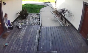 Gà trống 'hổ báo' bắt nạt trẻ con, bị đánh trả thì 'sốc tâm lý' 