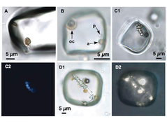 Bí ẩn sinh vật cổ đại 830 triệu năm tuổi bên trong tinh thể đá muối