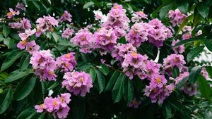 Ảnh: Ngắm bằng lăng tím rợp trời Hà Nội