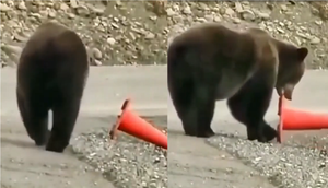 Khi động vật 'có 'ý thức văn minh' khiến ối người xấu hổ