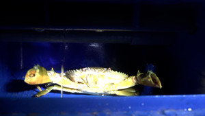 Video: Người đàn ông nuôi cua biển trong nhà ở Hà Nội